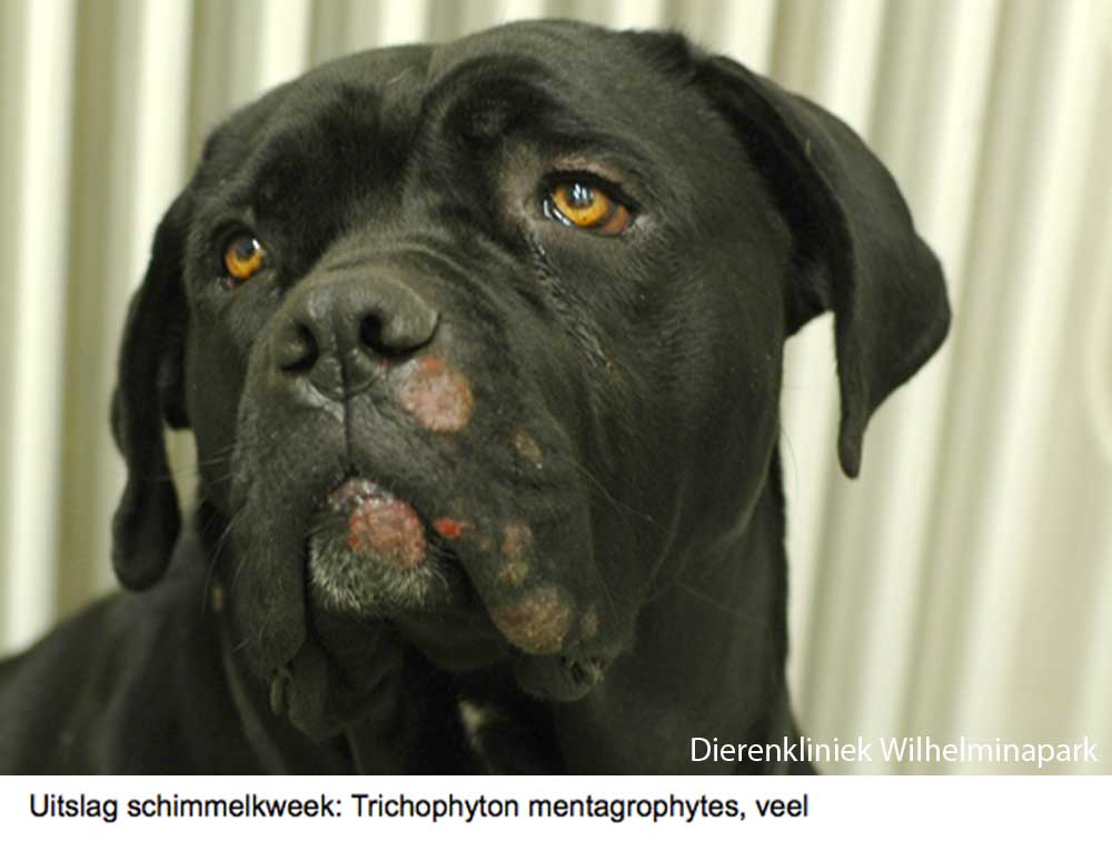 Een hond met een schimmel tgv Trichophyton mentagrophytes